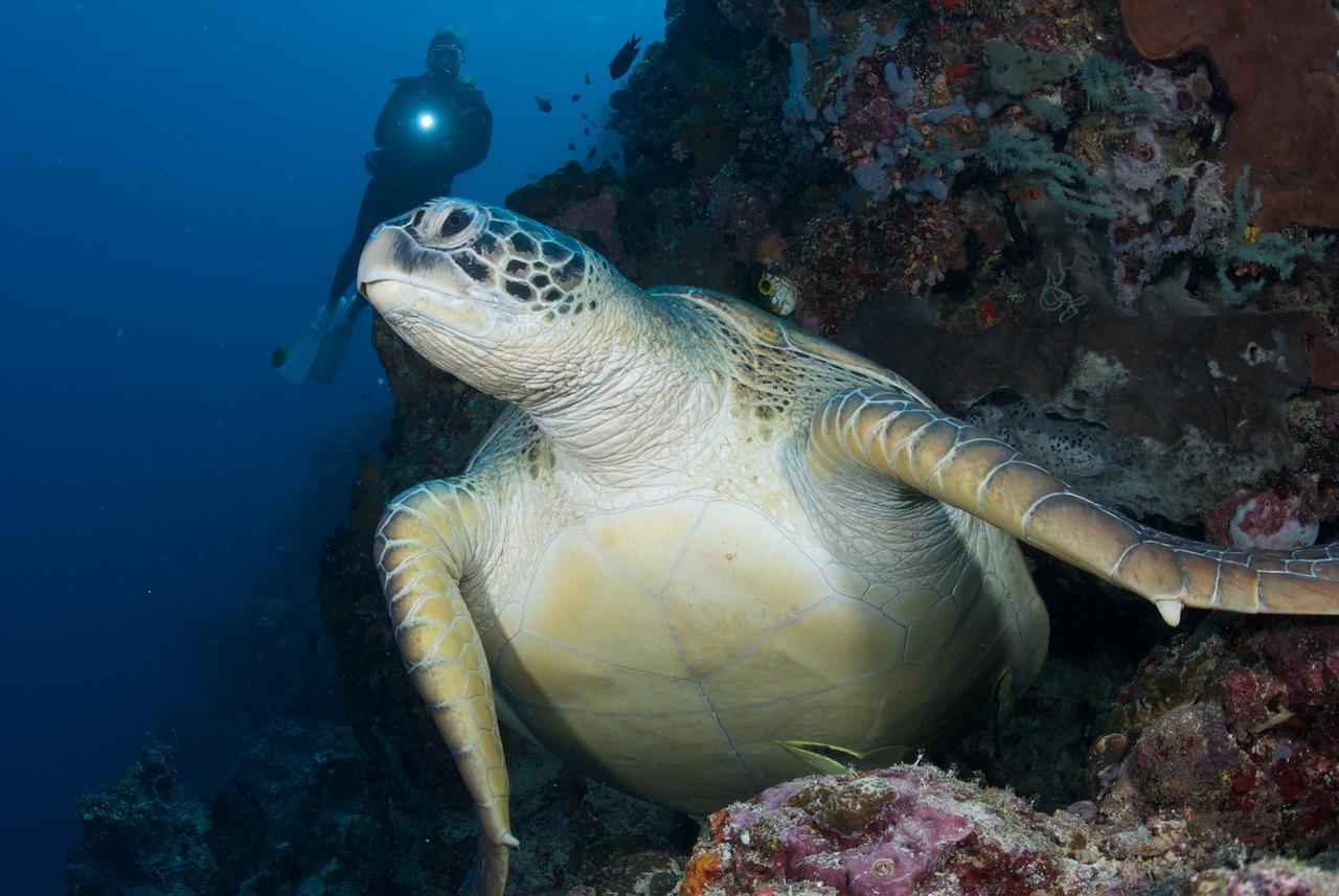 Murex Dive Resort Manado Exterior foto